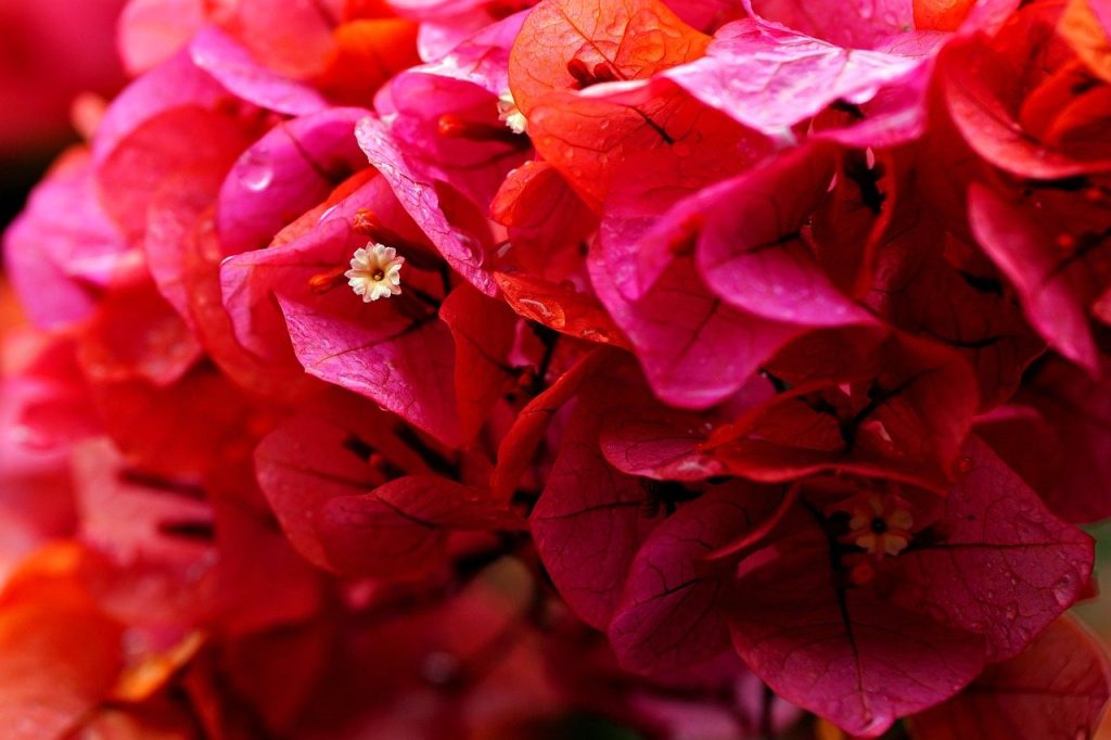 Taille du bougainvillier